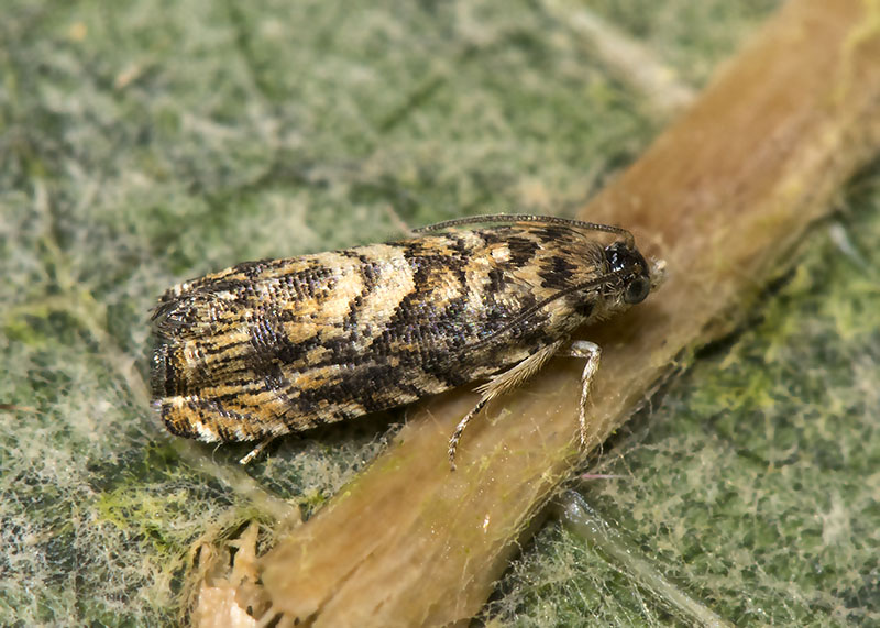 Tortricidae - Pammene gallicolana